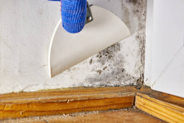 Best Emergency Mold Remediation  in Connerton, FL